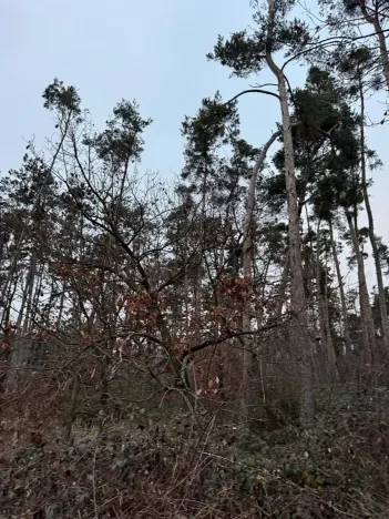 Prodej lesa, Týnec nad Labem, 7079 m2
