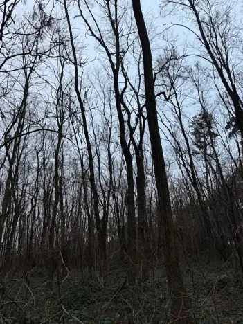 Prodej lesa, Týnec nad Labem, 7079 m2