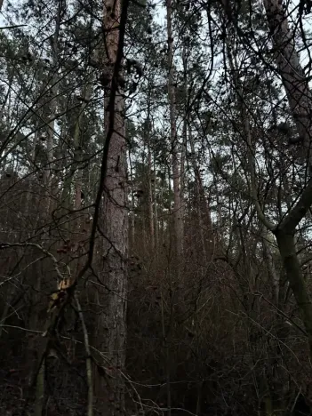 Prodej podílu lesa, Vinaře, 10883 m2