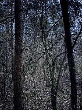 Prodej podílu lesa, Vinaře, 10883 m2