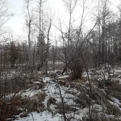 Prodej lesa, Řípec, 27546 m2