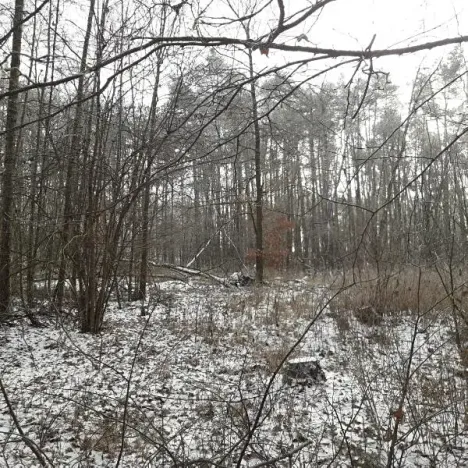 Prodej lesa, Řípec, 27546 m2