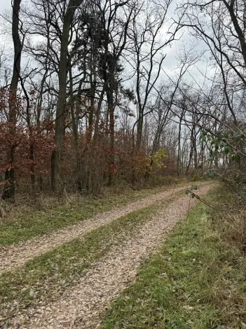 Prodej podílu lesa, Lesonice, 1518 m2