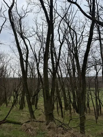 Prodej podílu lesa, Lesonice, 1518 m2