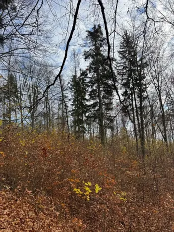 Prodej lesa, Ludmírov, 9585 m2