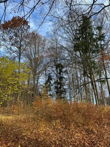 Prodej lesa, Ludmírov, 9585 m2