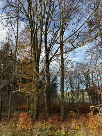 Prodej lesa, Ludmírov, 9585 m2