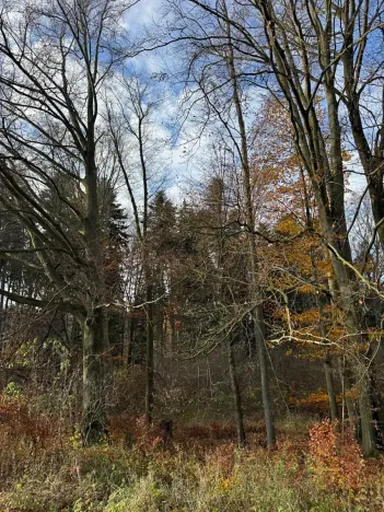 Prodej lesa, Ludmírov, 9585 m2