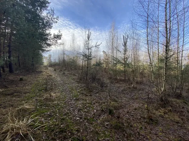 Prodej lesa, Veliny, 4968 m2