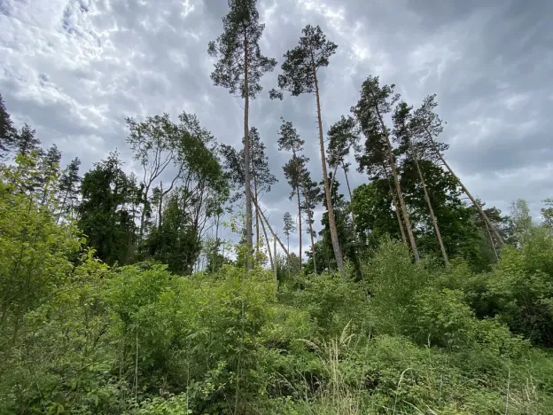 Prodej lesa, Blížejov - Lštění, 4481 m2