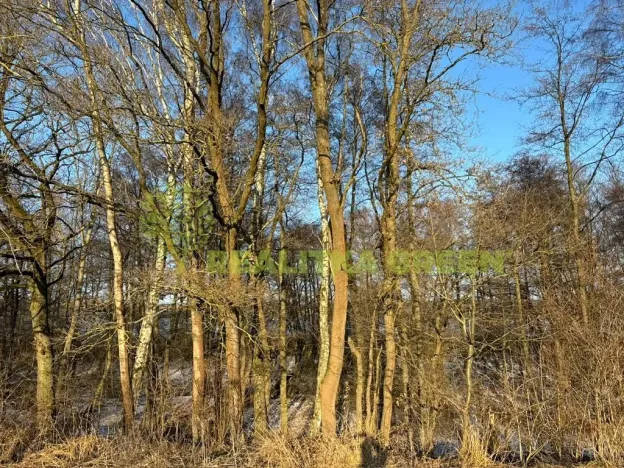 Prodej lesa, Světlá nad Sázavou, 48055 m2