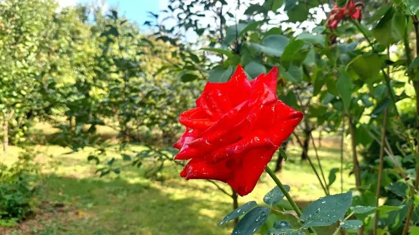 Prodej zemědělského objektu, Rybníky, 95 m2