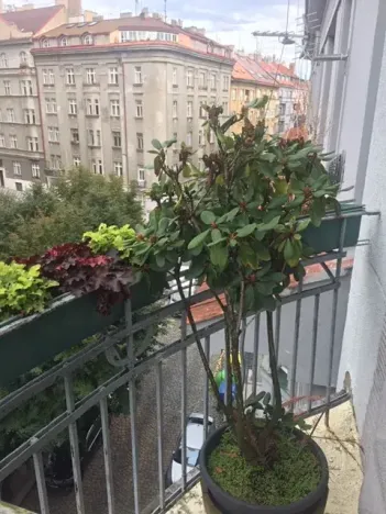 Pronájem bytu 2+kk, Praha - Vršovice, Madridská, 45 m2