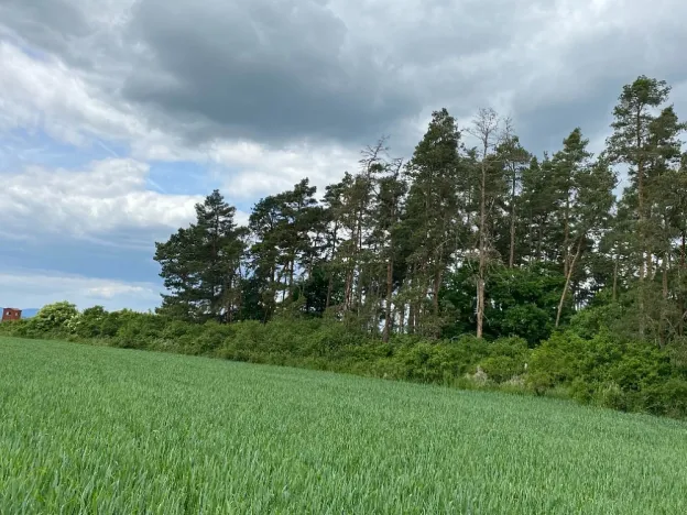 Prodej lesa, Blížejov - Lštění, 1122 m2