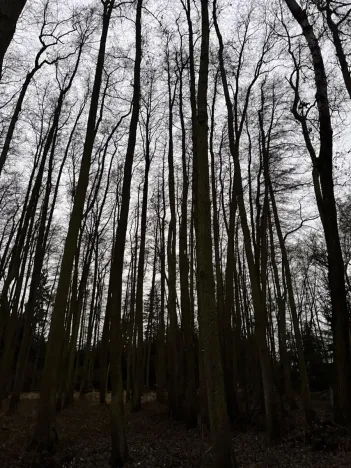 Prodej lesa, Předslav, 6263 m2