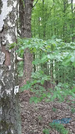 Prodej lesa, Zábřeh, 78836 m2