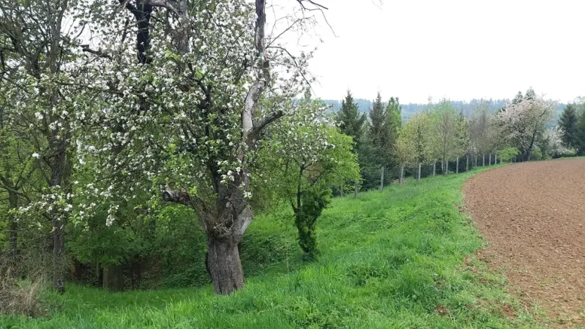 Prodej zahrady, Rohle, 1514 m2