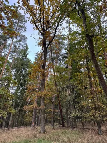 Prodej lesa, Chrášťany, 11900 m2