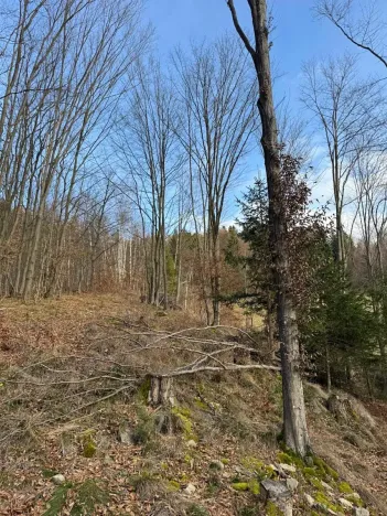 Prodej lesa, Huslenky, 11045 m2