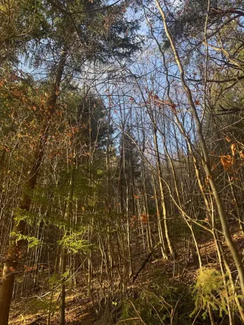 Prodej lesa, Huslenky, 11045 m2