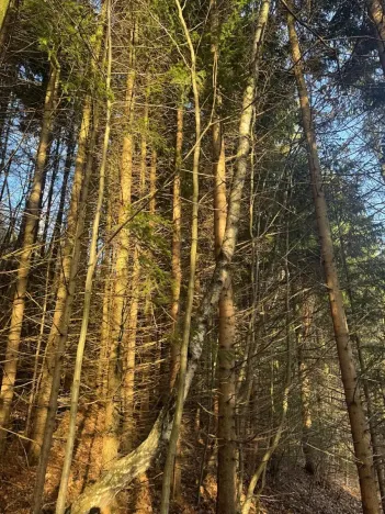 Prodej lesa, Huslenky, 11045 m2