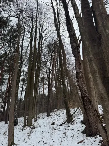 Prodej lesa, Malá Bystřice, 54751 m2