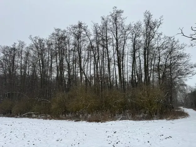 Prodej podílu lesa, Ivančice, 2330 m2