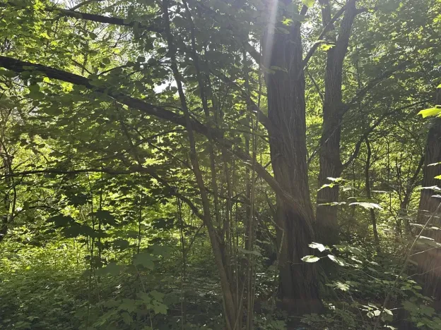 Dražba pozemku, Klášterec nad Ohří, 22680 m2