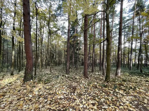 Prodej lesa, Lipí - Kaliště u Lipí, 23659 m2