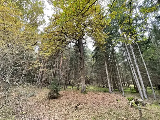 Prodej lesa, Lipí - Kaliště u Lipí, 23659 m2