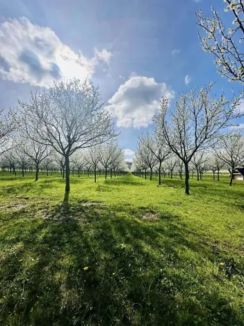 Pronájem sadu/vinice, Komňa, 50600 m2