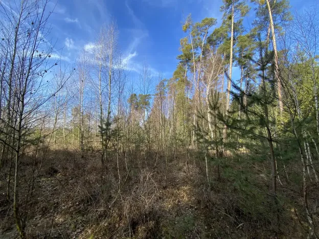 Prodej lesa, Veliny, 5028 m2