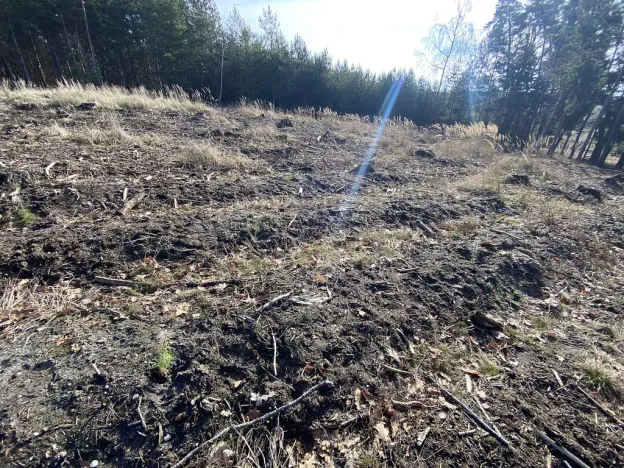 Prodej lesa, Veliny, 5028 m2