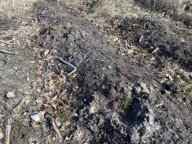 Prodej lesa, Veliny, 5028 m2