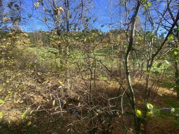 Dražba pozemku, Lučany nad Nisou, 449 m2