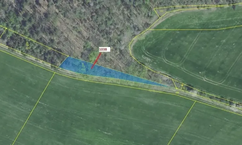 Dražba lesa, Nové Dvory, 953 m2