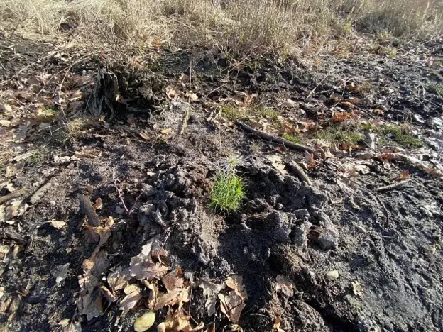 Prodej lesa, Veliny, 5028 m2