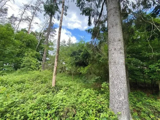 Prodej lesa, Blížejov, 11251 m2