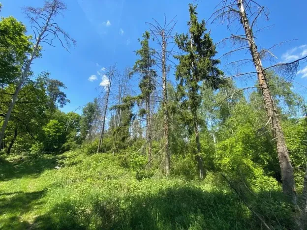 Prodej lesa, Kropáčova Vrutice, 15167 m2