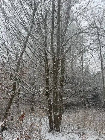 Prodej lesa, Janová, 7449 m2