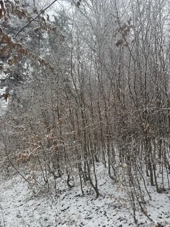 Prodej lesa, Janová, 7449 m2