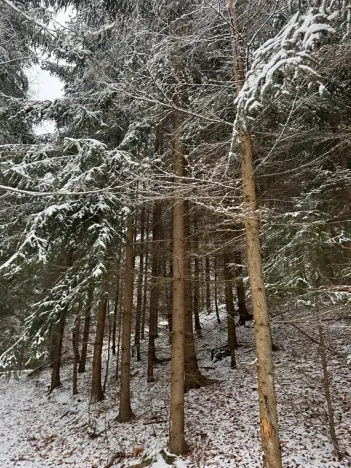 Prodej lesa, Janová, 7449 m2