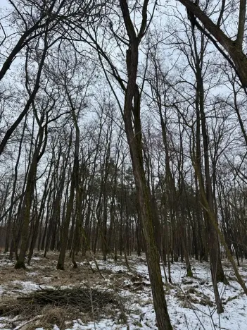 Prodej podílu lesa, Černěves, 9239 m2