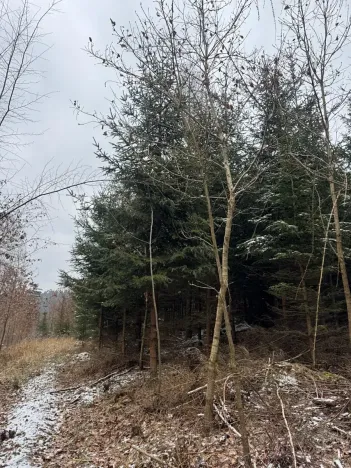 Prodej lesa, Lutonina, 18019 m2