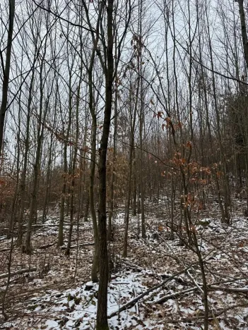 Prodej lesa, Lutonina, 18019 m2