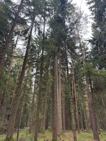 Prodej podílu lesa, Ledenice, 2894 m2