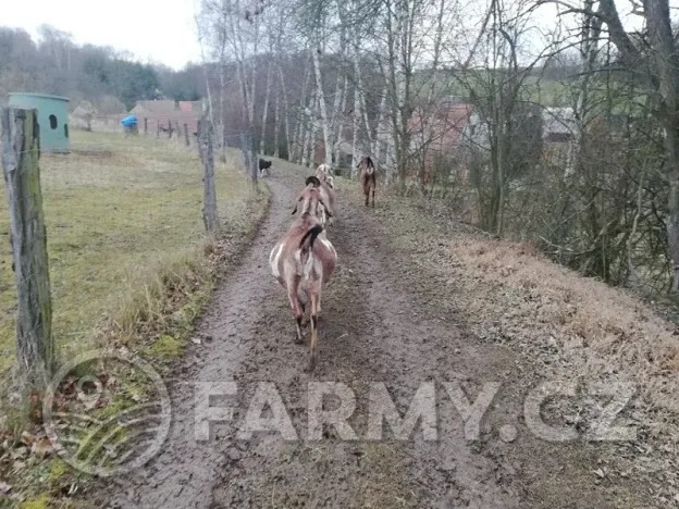 Prodej pole, Řepín, 22068 m2