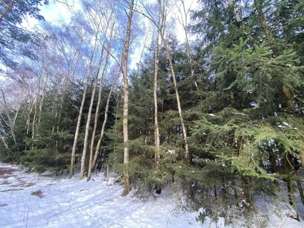 Prodej lesa, Volfířov - Brandlín, 3426 m2