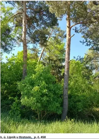 Prodej lesa, Lipník, 2058 m2