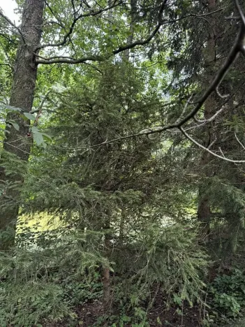 Prodej podílu lesa, Kojice, 4203 m2